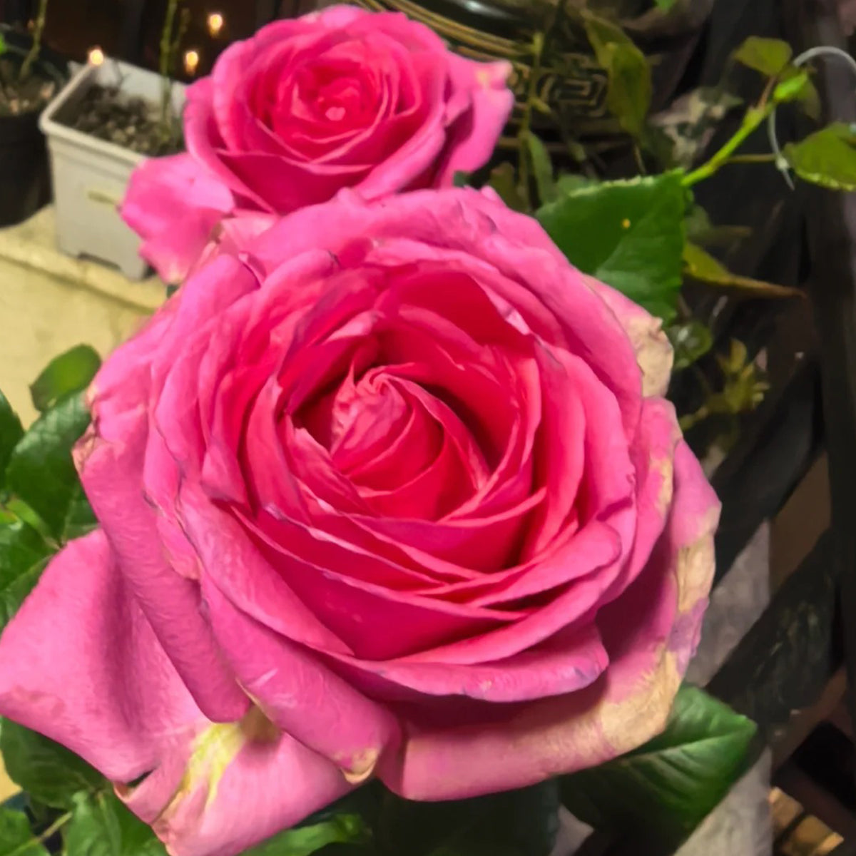 Shanghai Lady German Florist Hybrid Tea Rose