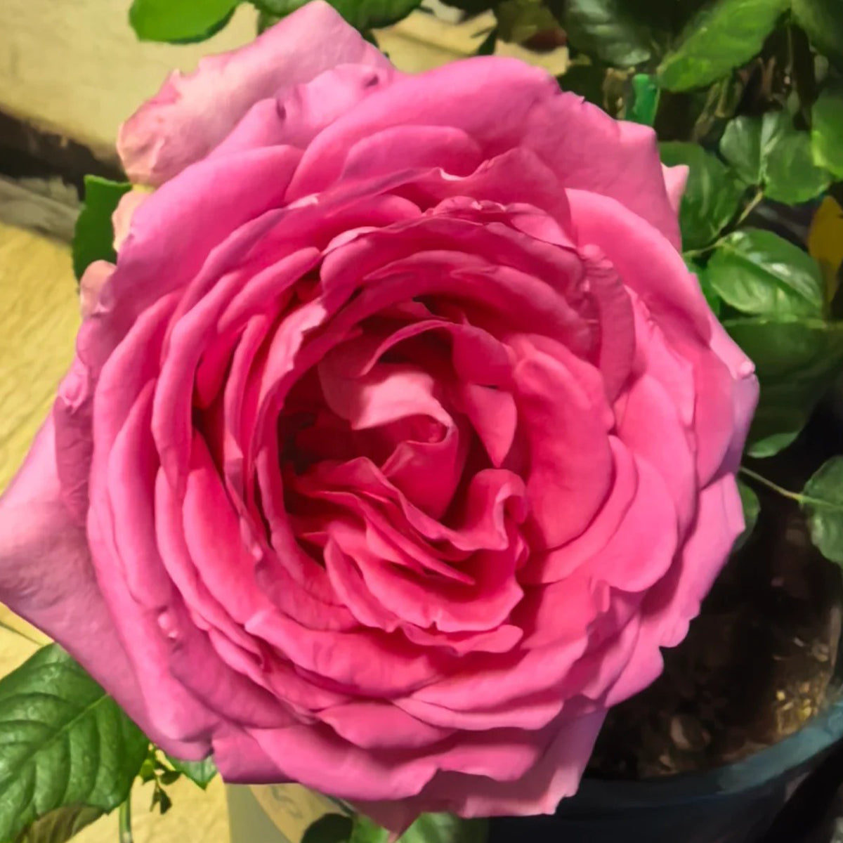 Shanghai Lady German Florist Hybrid Tea Rose