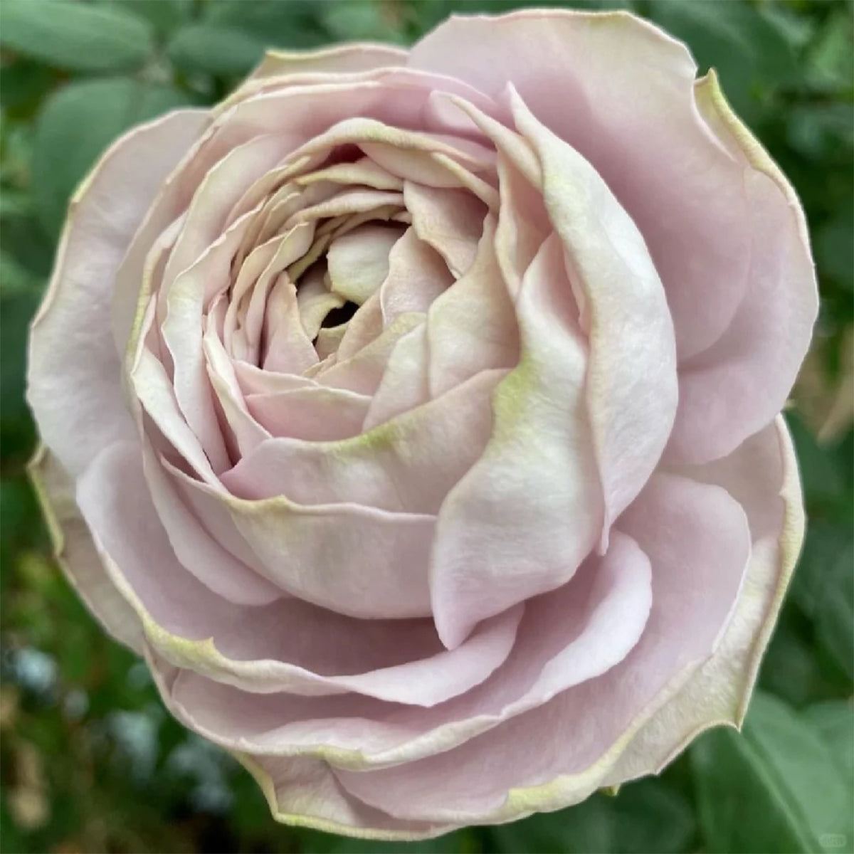 Shelvers Japanese Florist Shrub Rose
