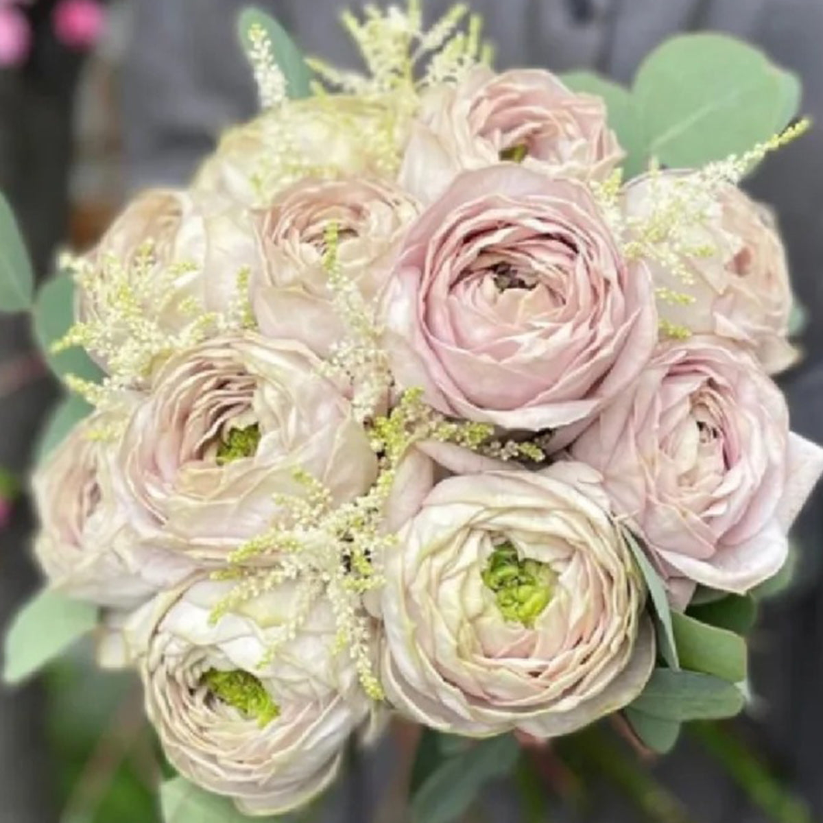 Shelvers Japanese Florist Shrub Rose