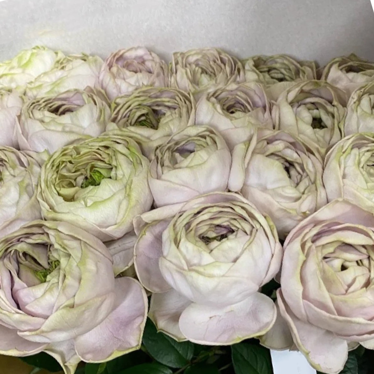 Shelvers Japanese Florist Shrub Rose