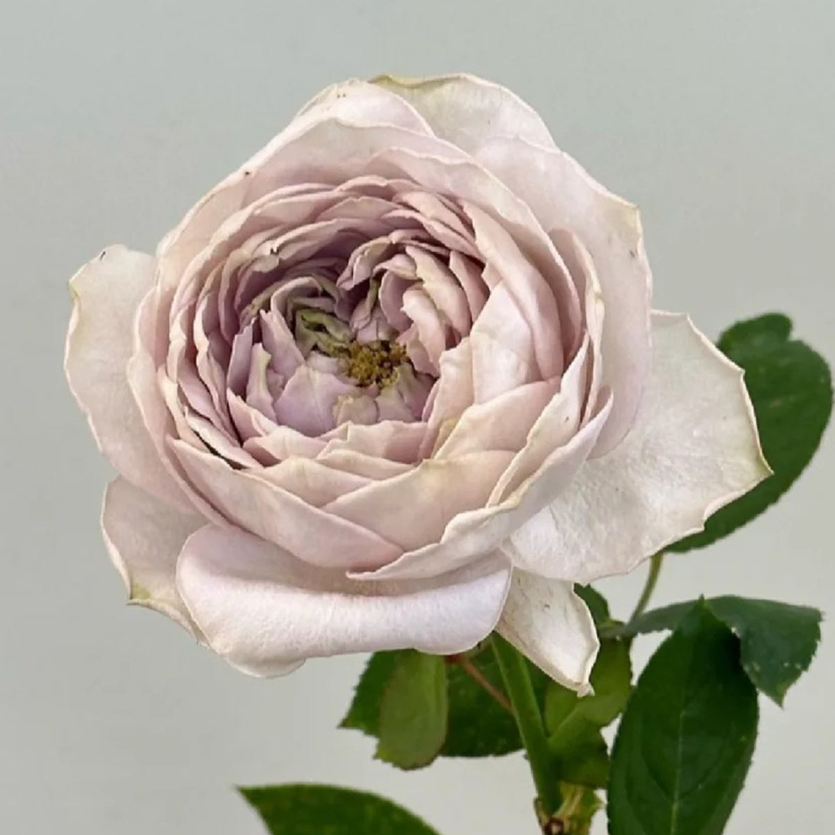 Shelvers Japanese Florist Shrub Rose