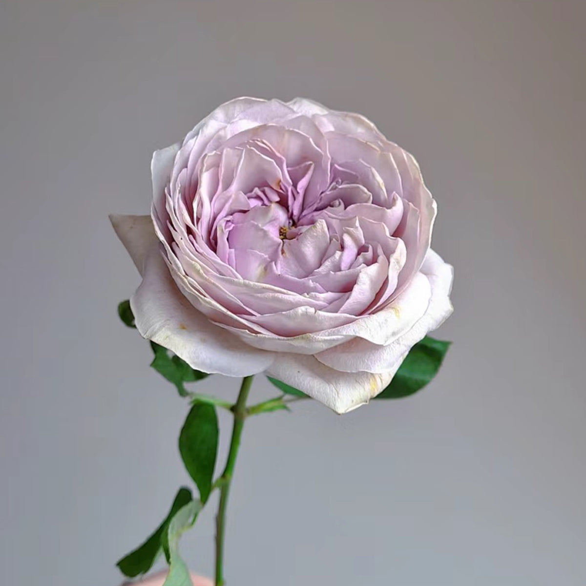 Shelvers Japanese Florist Shrub Rose