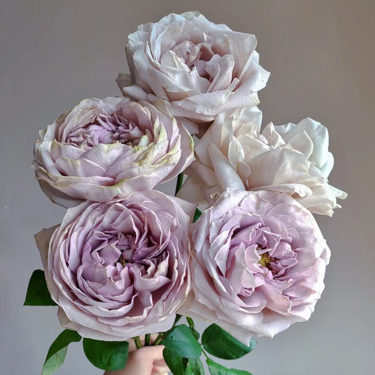 Shelvers Japanese Florist Shrub Rose