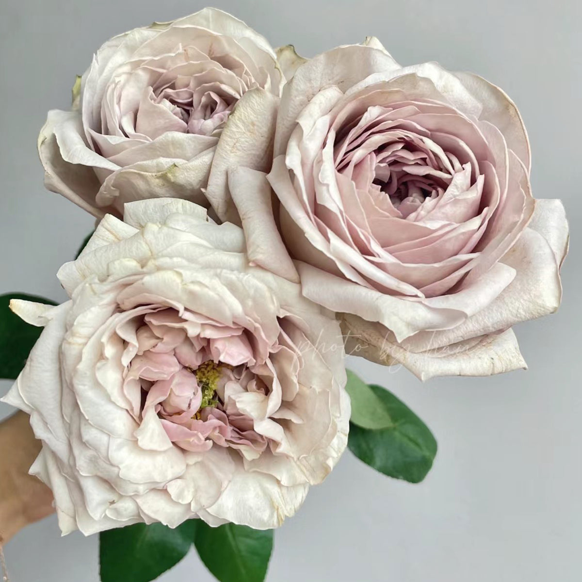 Shelvers Japanese Florist Shrub Rose