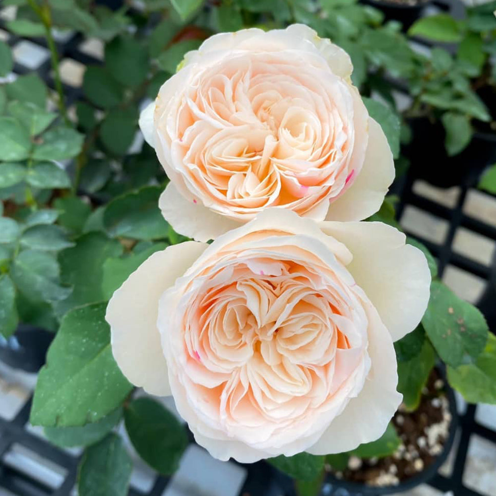 Shiratama Japanese Florist Shrub Rose