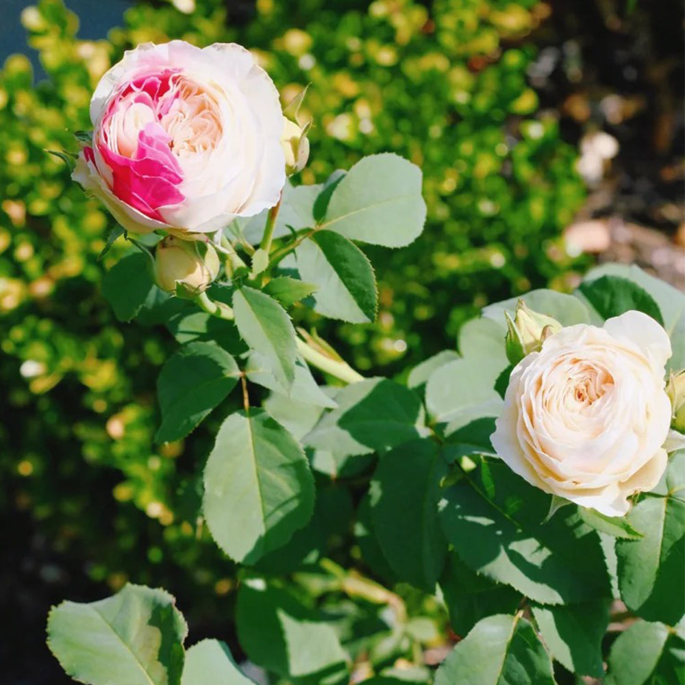 Shiratama Japanese Florist Shrub Rose