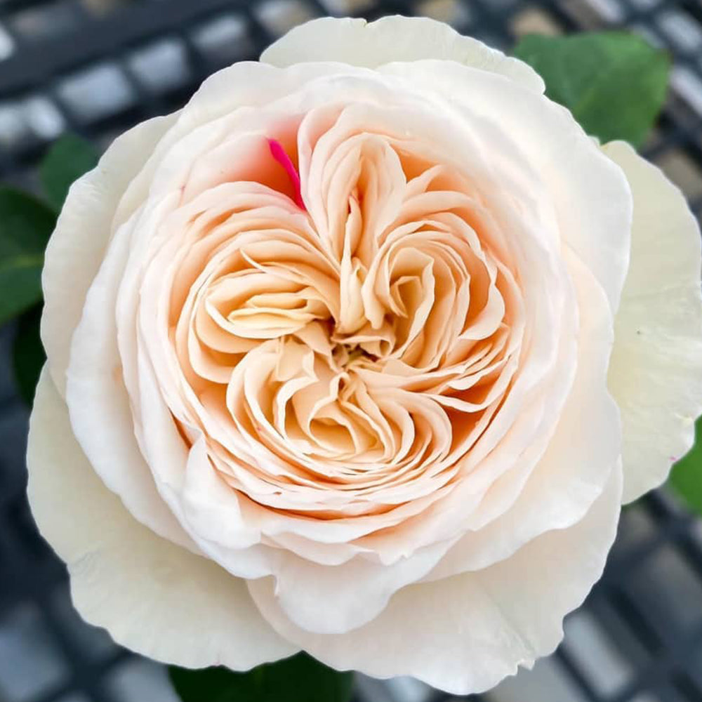 Shiratama Japanese Florist Shrub Rose