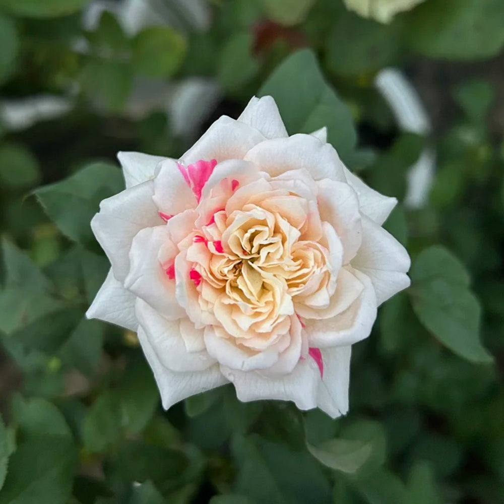 Shiratama Japanese Florist Shrub Rose