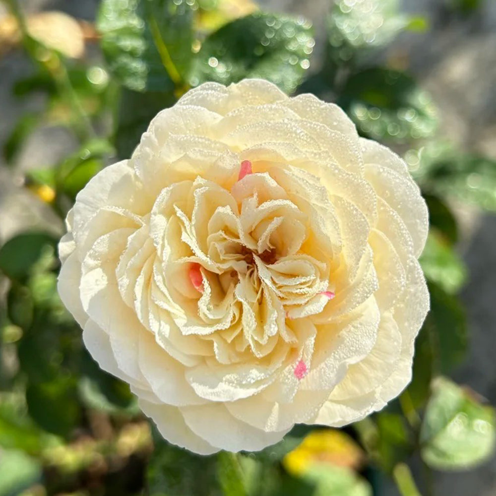 Shiratama Japanese Florist Shrub Rose