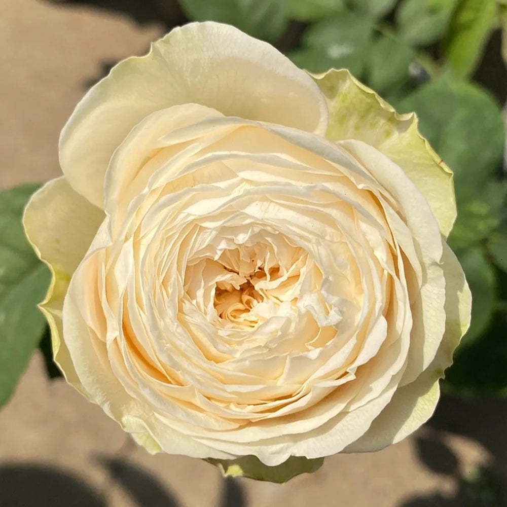 Shiratama Japanese Florist Shrub Rose