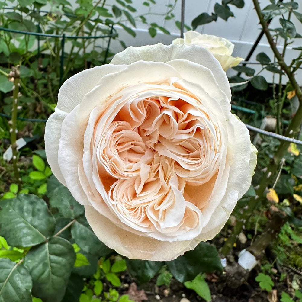 Shiratama Japanese Florist Shrub Rose