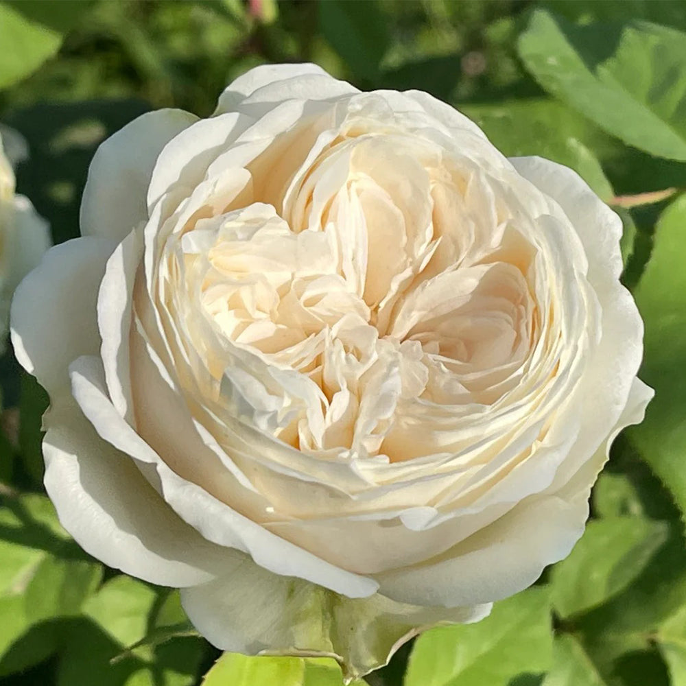 Shiratama Japanese Florist Shrub Rose