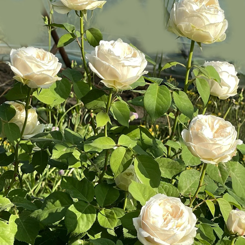 Shiratama Japanese Florist Shrub Rose