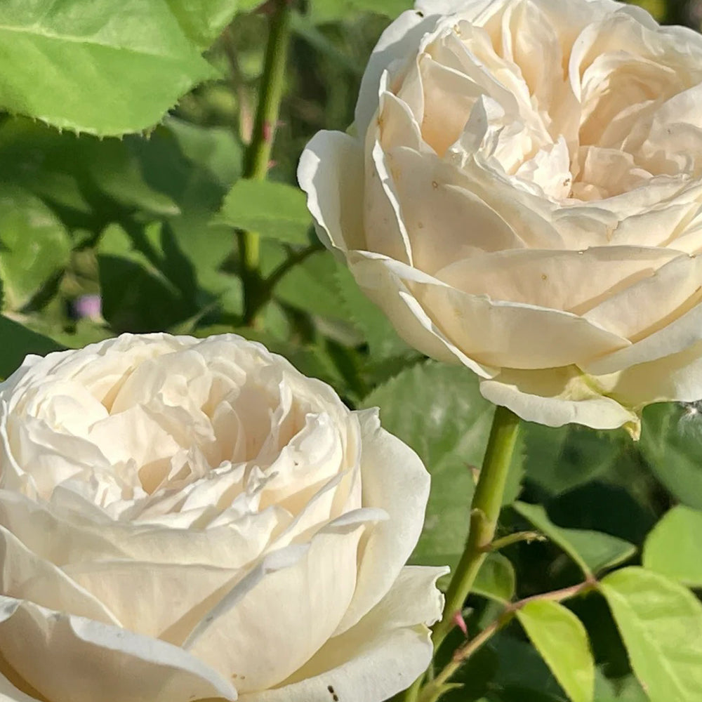 Shiratama Japanese Florist Shrub Rose