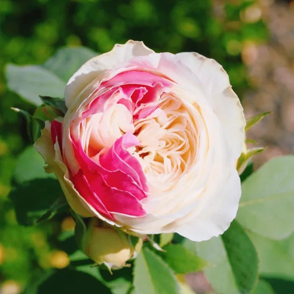 Shiratama Japanese Florist Shrub Rose