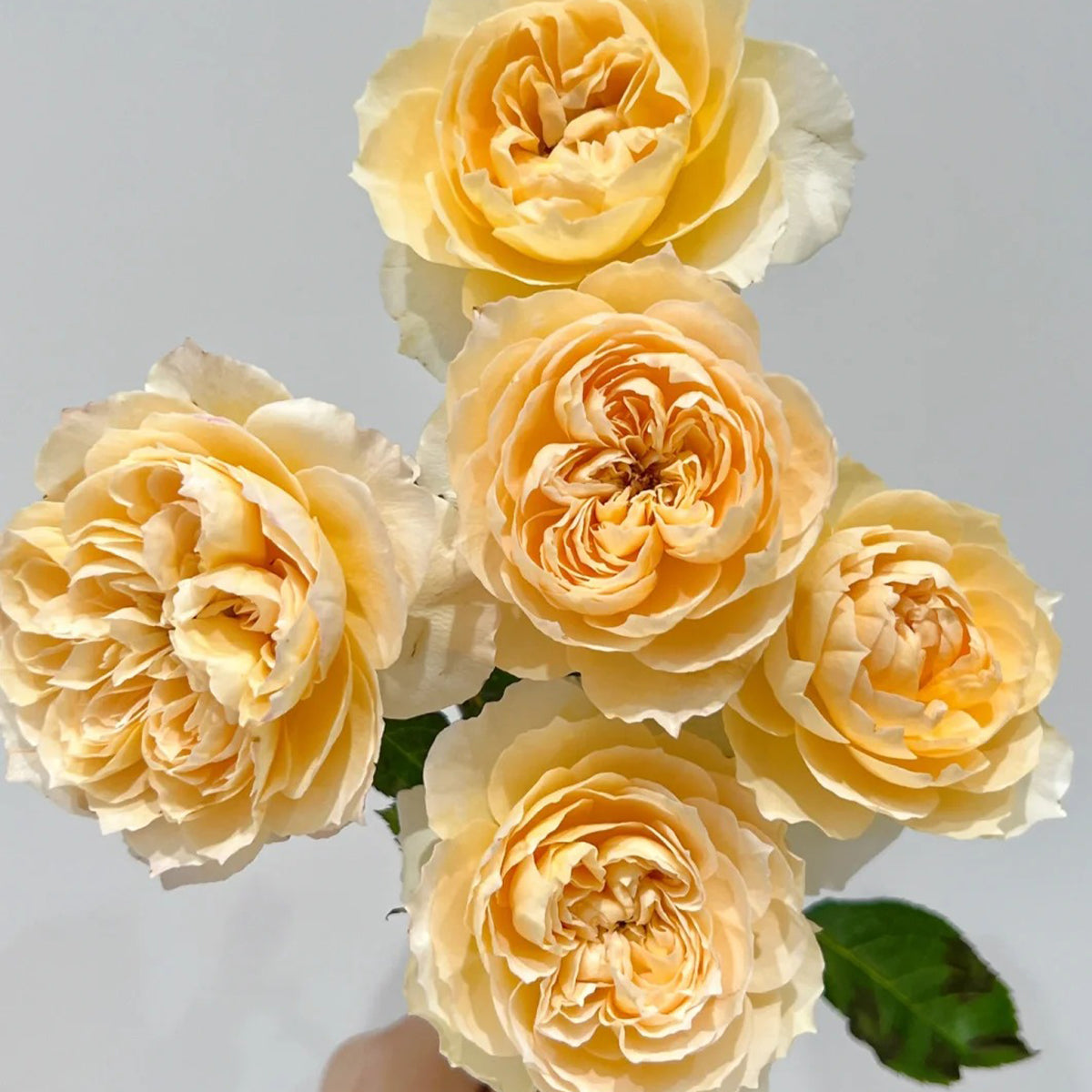 Shreuk Japanese Florist Shrub Rose