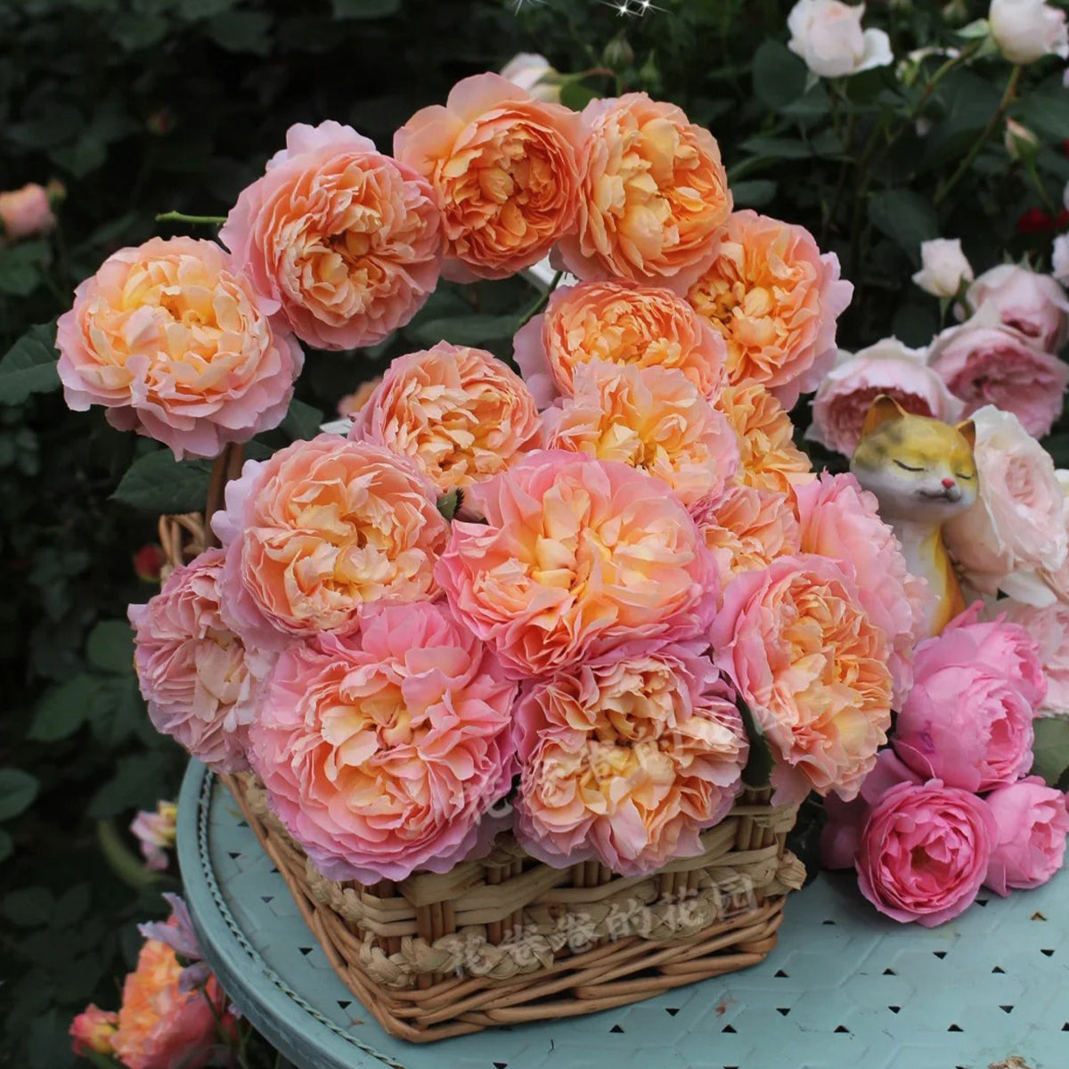 Silk Brocade Chinese Florist Shrub Rose