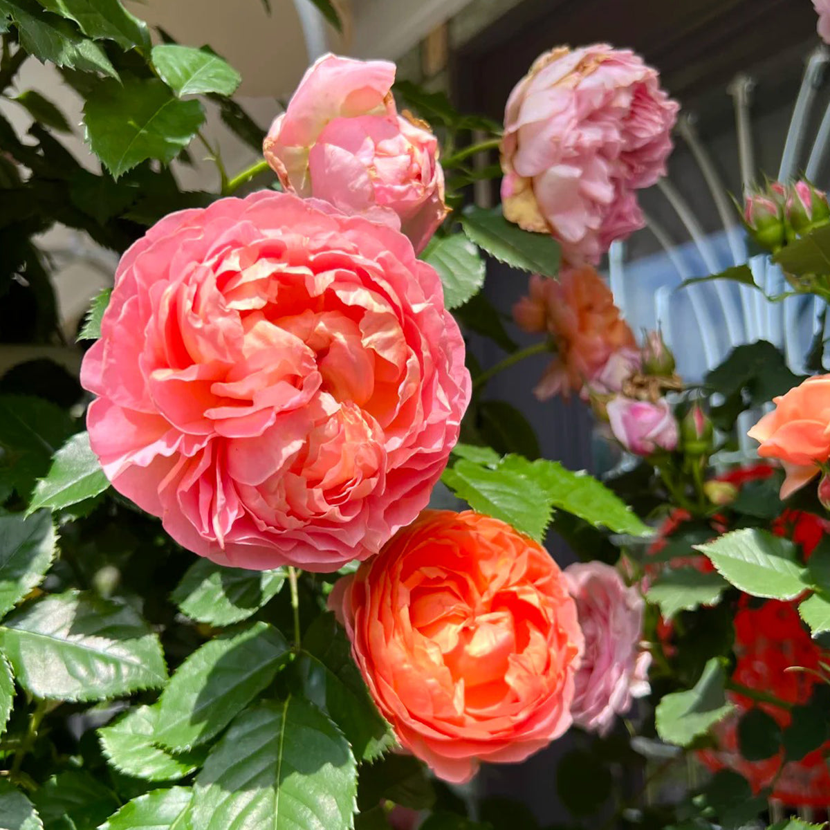 Silk Brocade Chinese Florist Shrub Rose