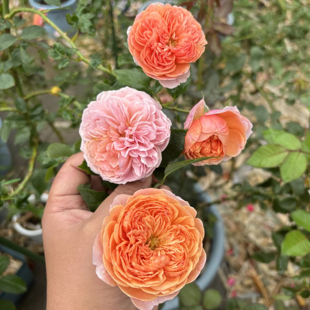 Silk Road Japanese Florist Shrub Rose
