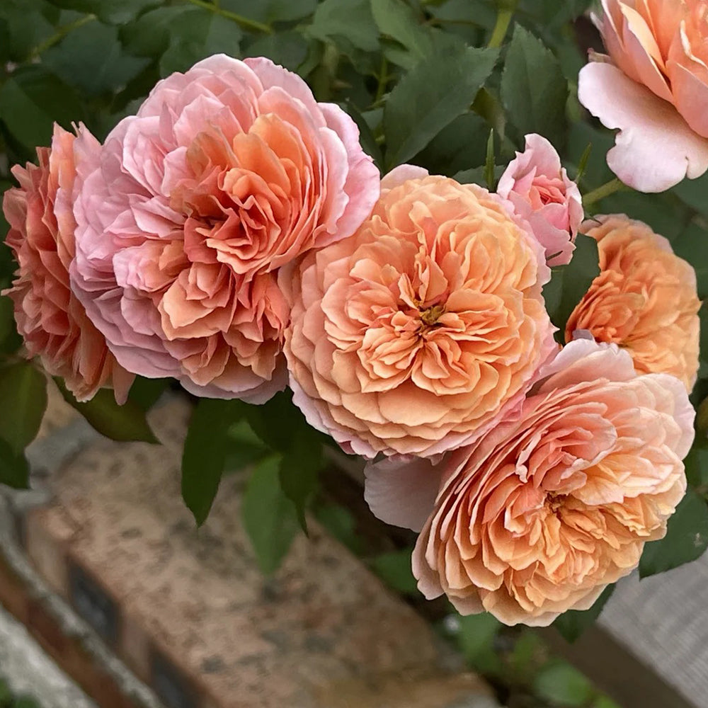 Silk Road Japanese Florist Shrub Rose