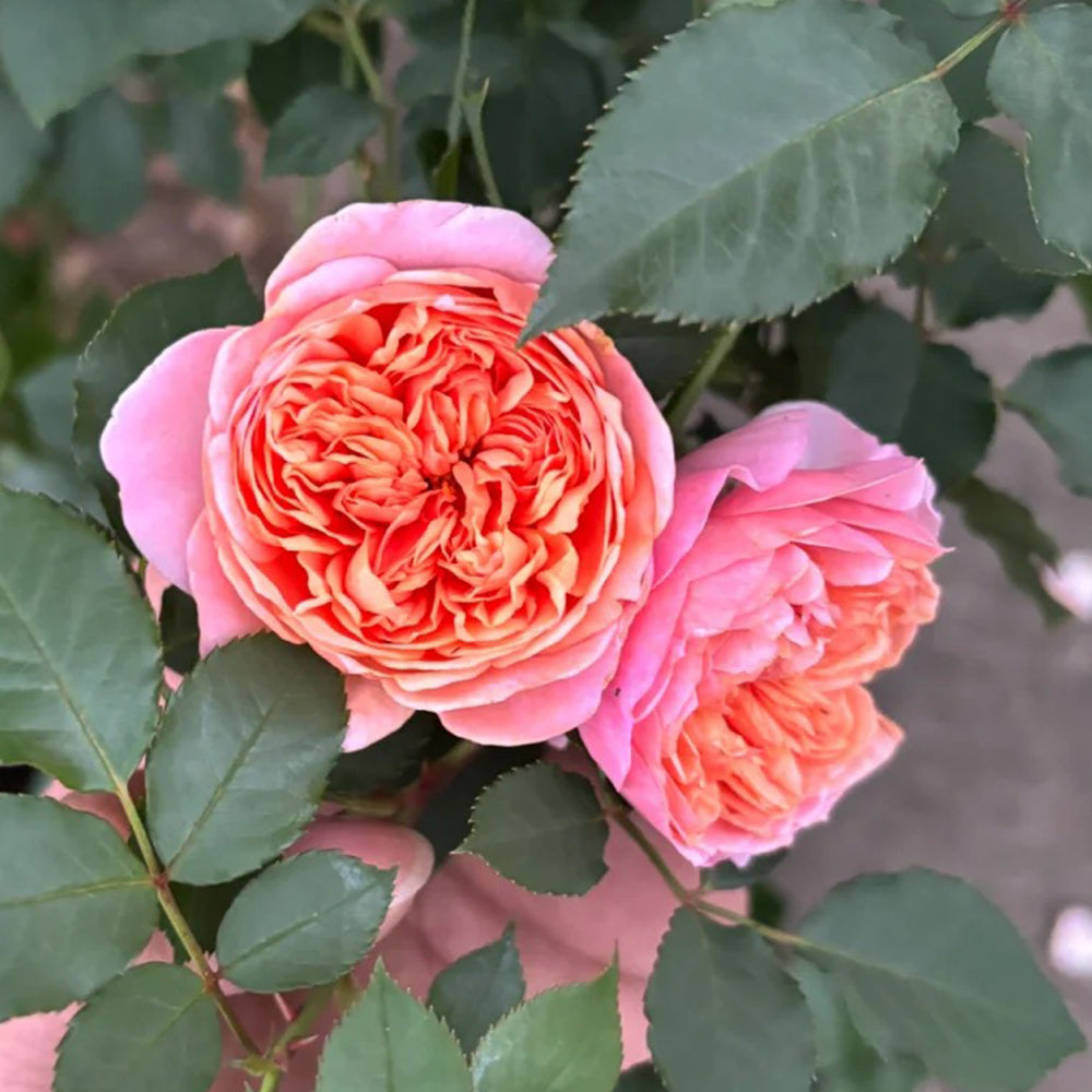 Silk Road Japanese Florist Shrub Rose