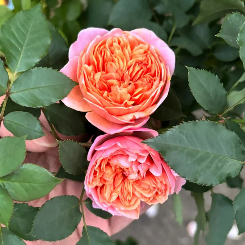 Silk Road Japanese Florist Shrub Rose