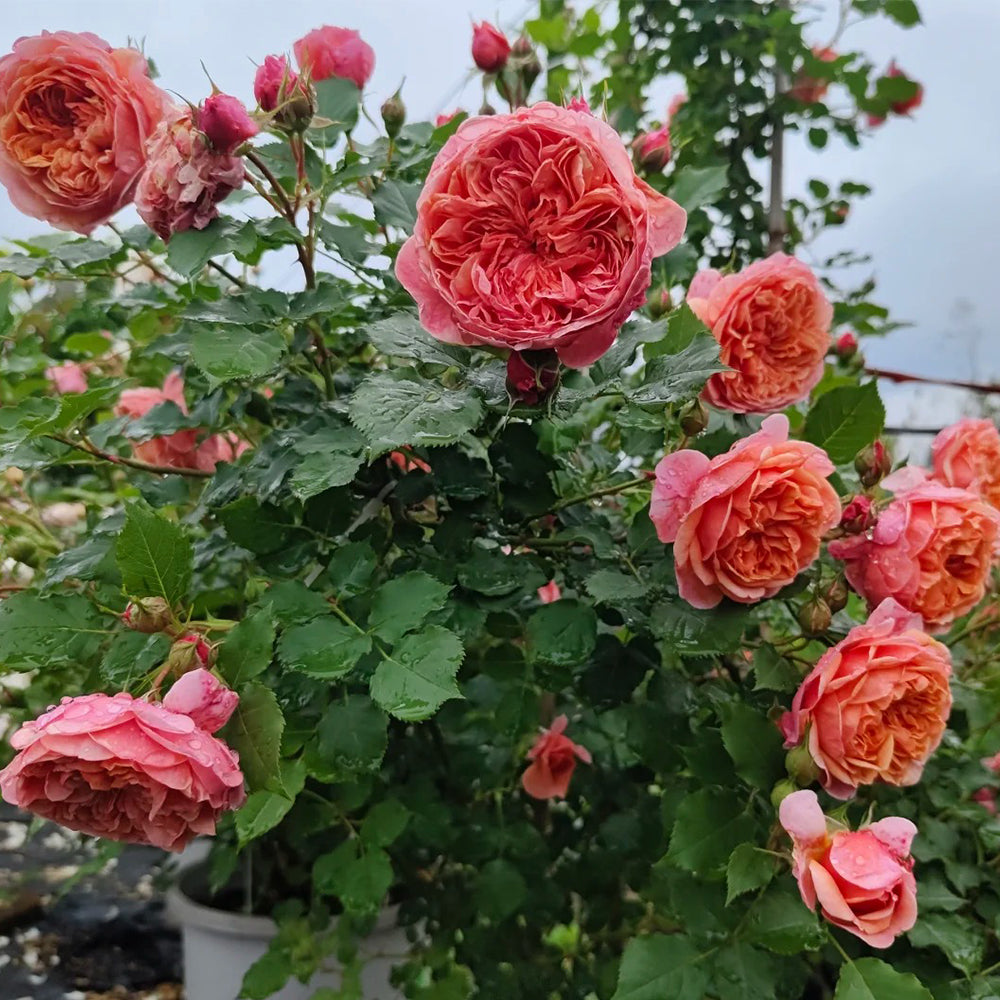 Silk Road Japanese Florist Shrub Rose