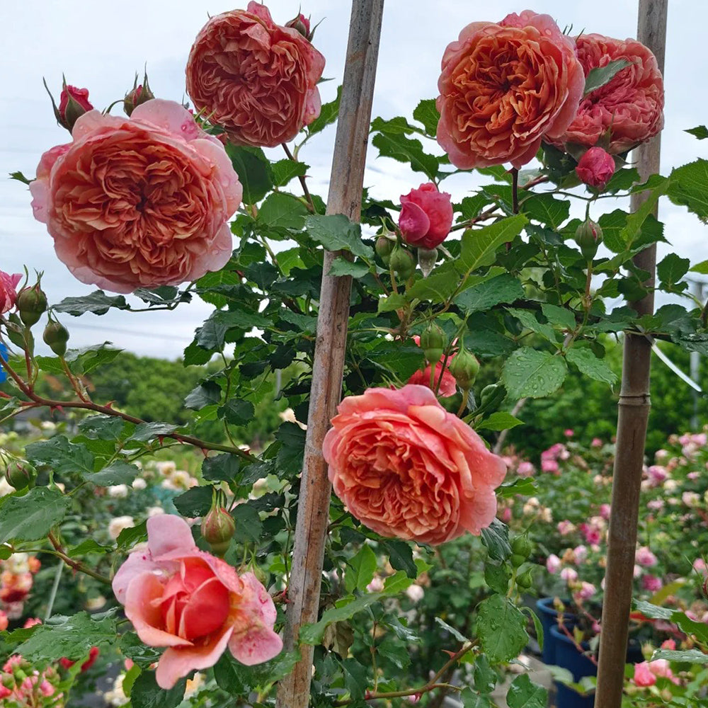 Silk Road Japanese Florist Shrub Rose