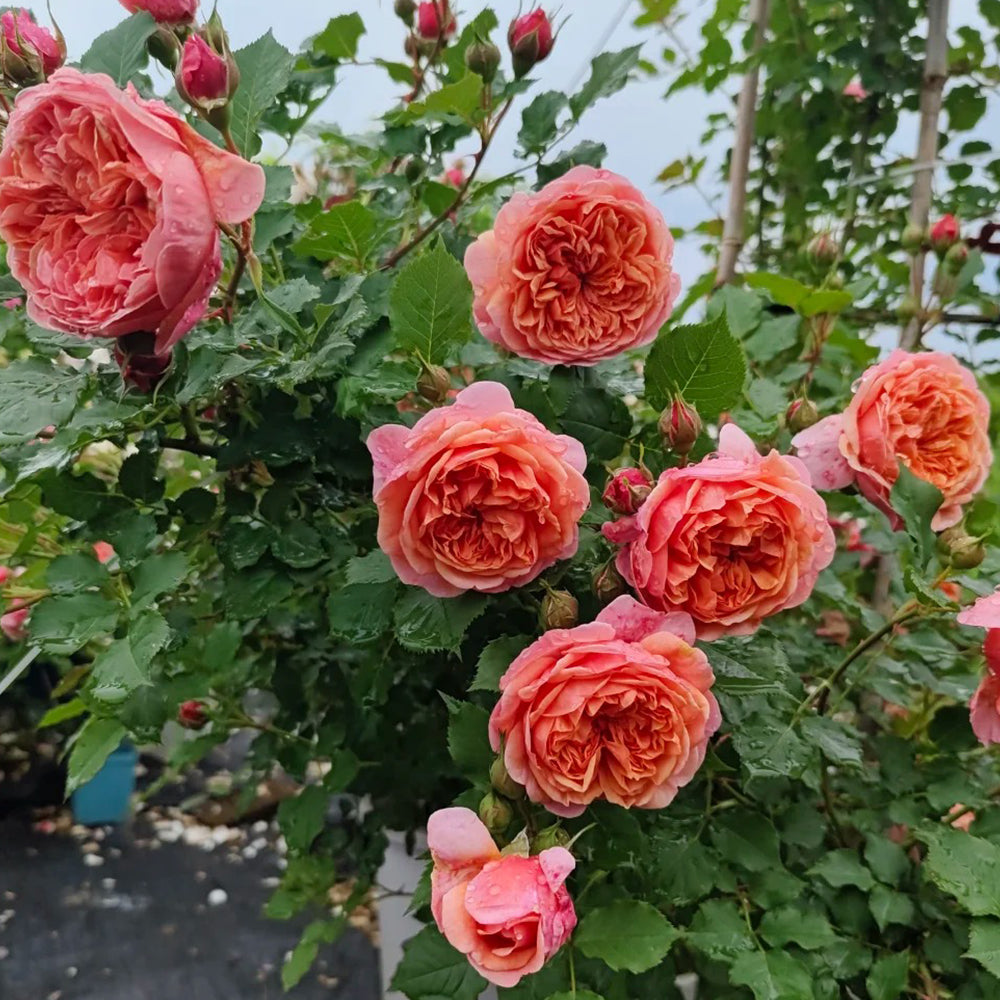 Silk Road Japanese Florist Shrub Rose