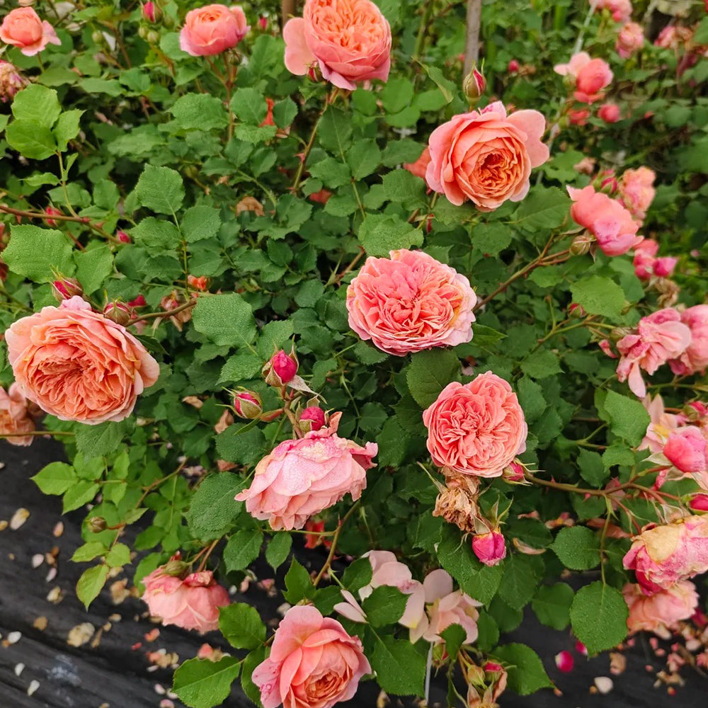 Silk Road Japanese Florist Shrub Rose