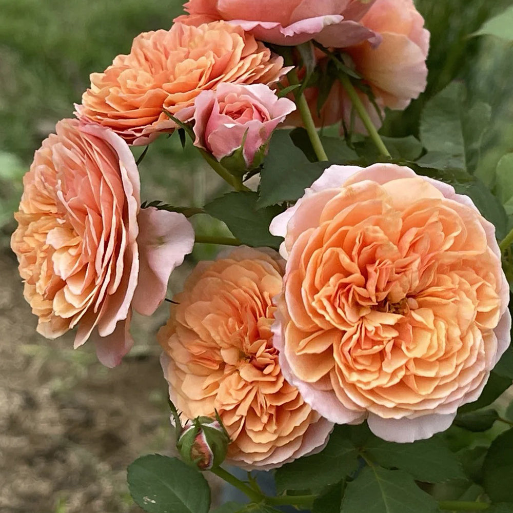 Silk Road Japanese Florist Shrub Rose