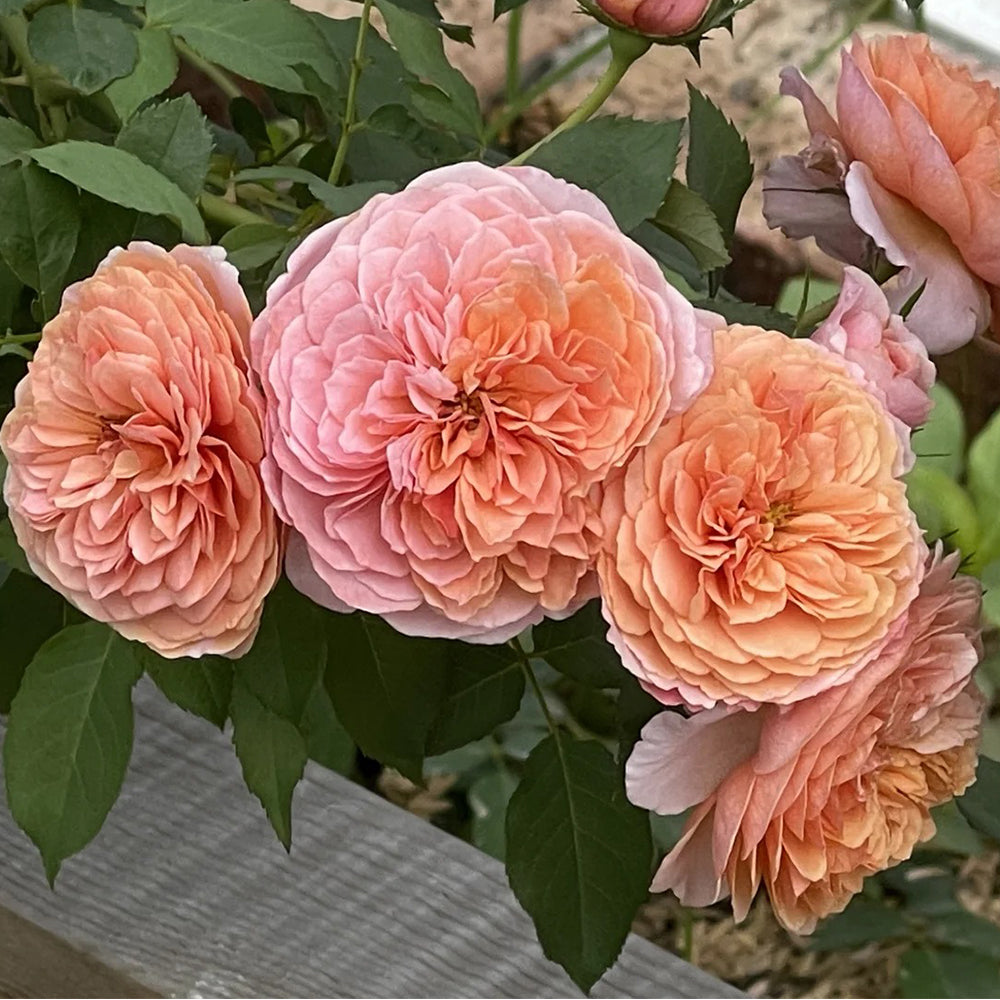 Silk Road Japanese Florist Shrub Rose