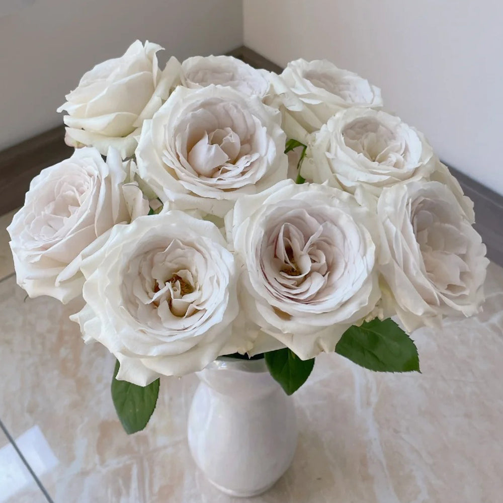 Silver Lining Kenya Florist Shrub Rose – Highgarden Roses