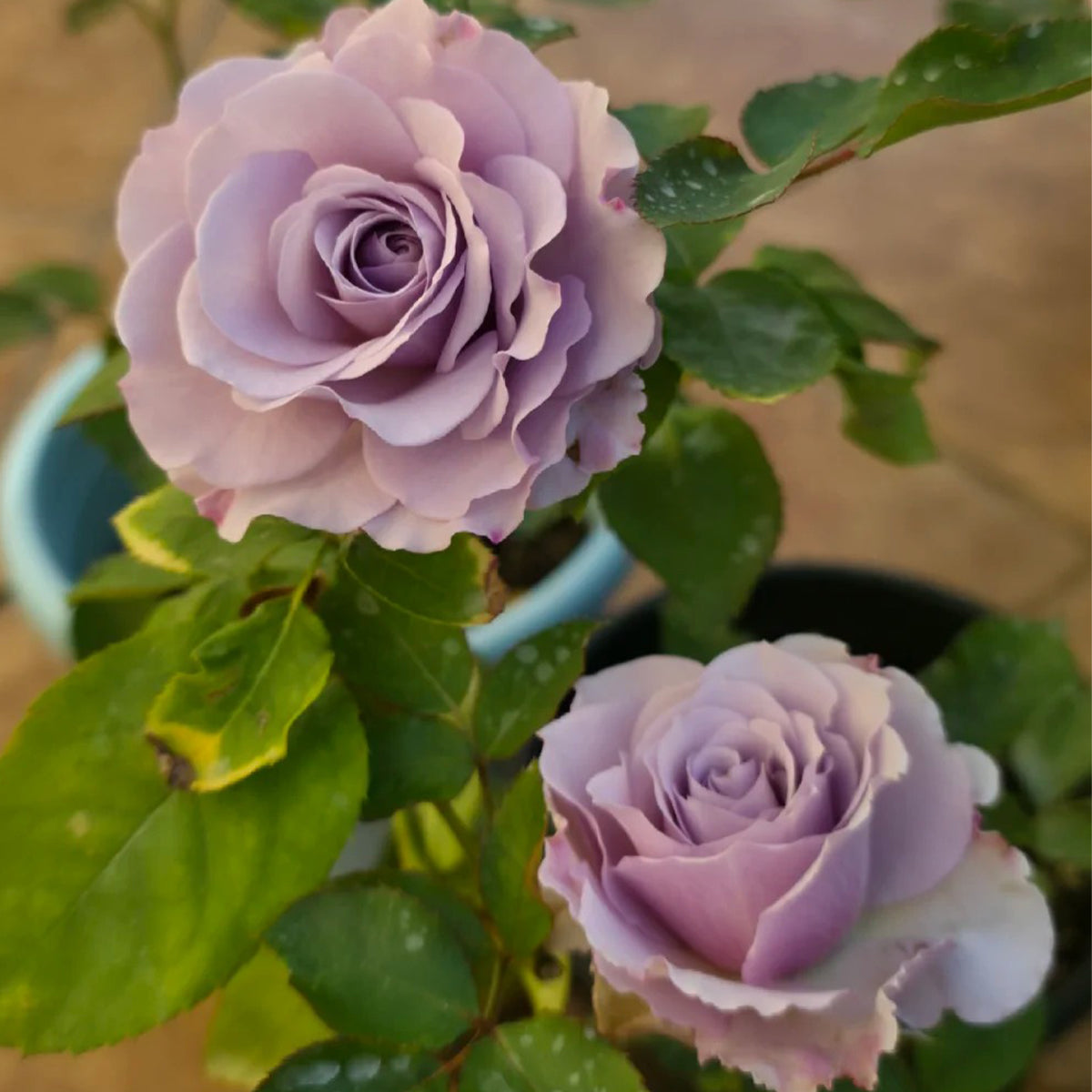 Silver Mikado German Florist Shrub Rose