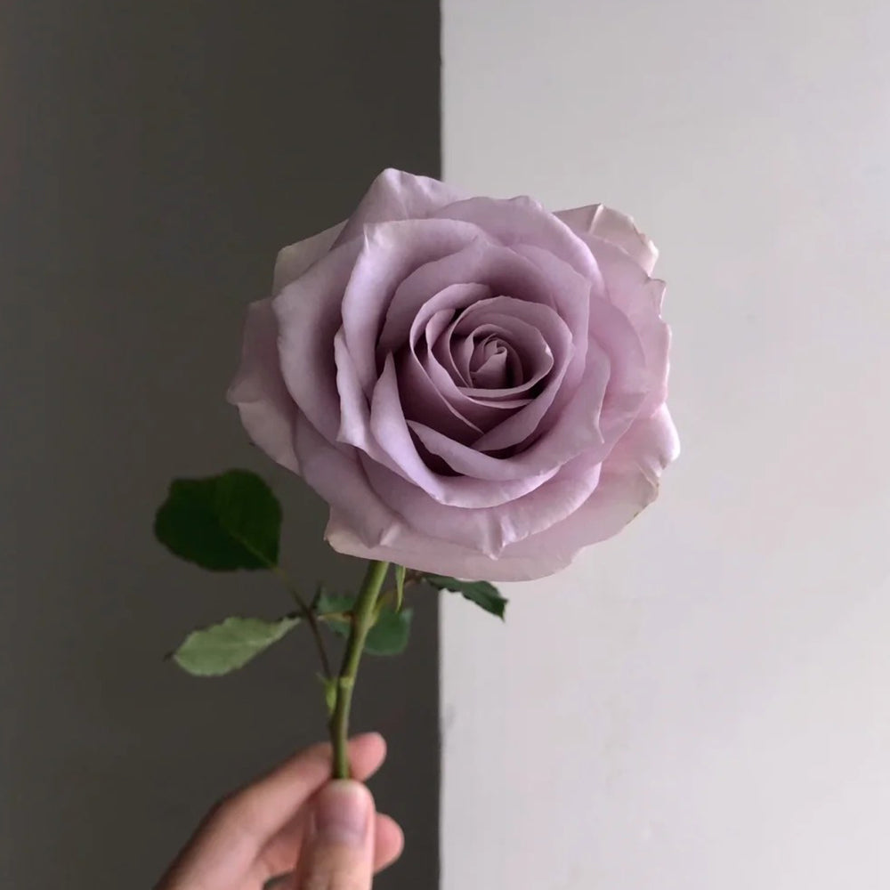 French Florist Shrub Rose Inspired by Silvery Light