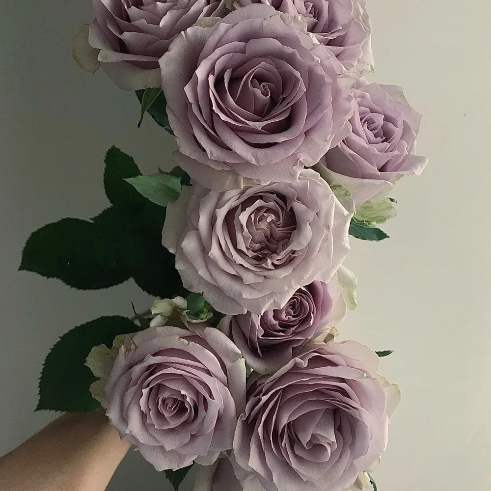 French Florist Shrub Rose Inspired by Silvery Light