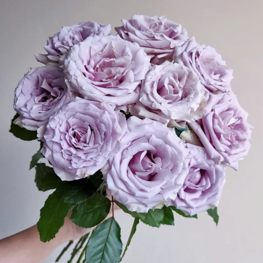 French Florist Shrub Rose Inspired by Silvery Light