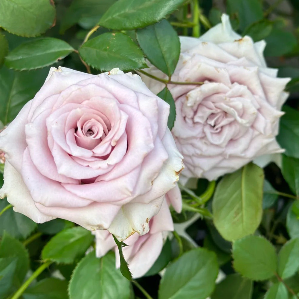French Florist Shrub Rose Inspired by Silvery Light