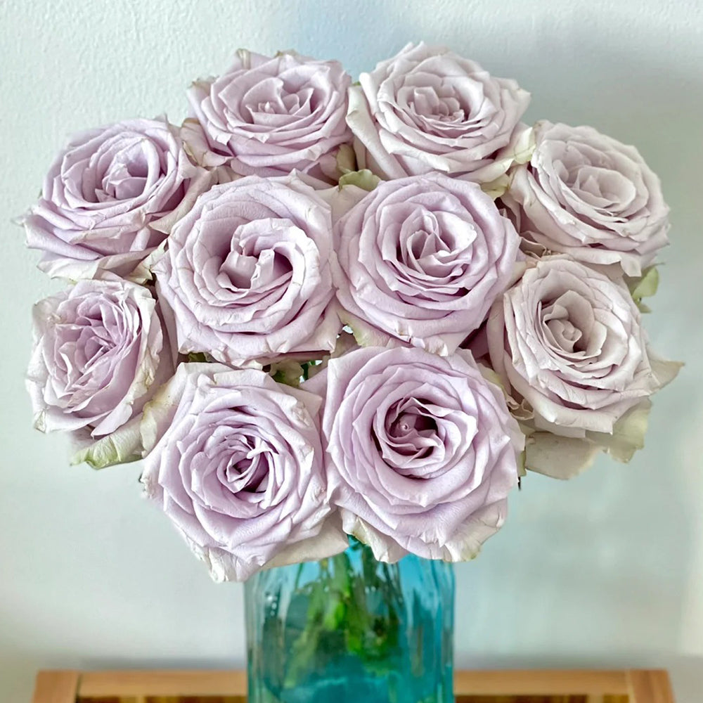 French Florist Shrub Rose Inspired by Silvery Light