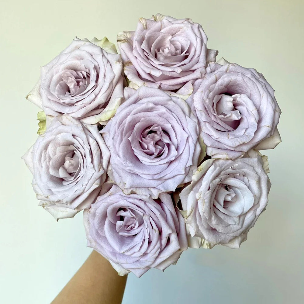 French Florist Shrub Rose Inspired by Silvery Light