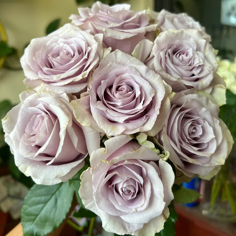 French Florist Shrub Rose Inspired by Silvery Light