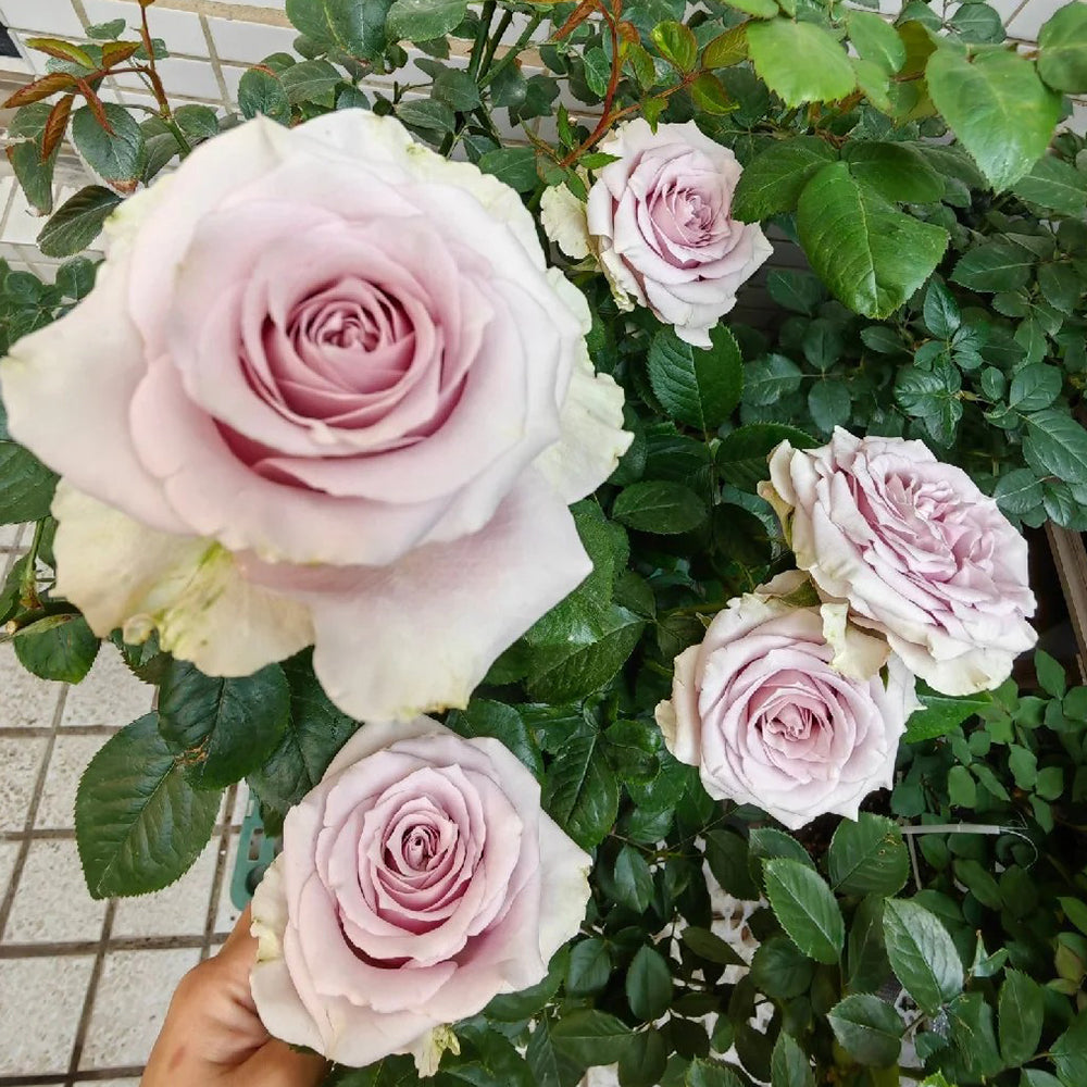 French Florist Shrub Rose Inspired by Silvery Light