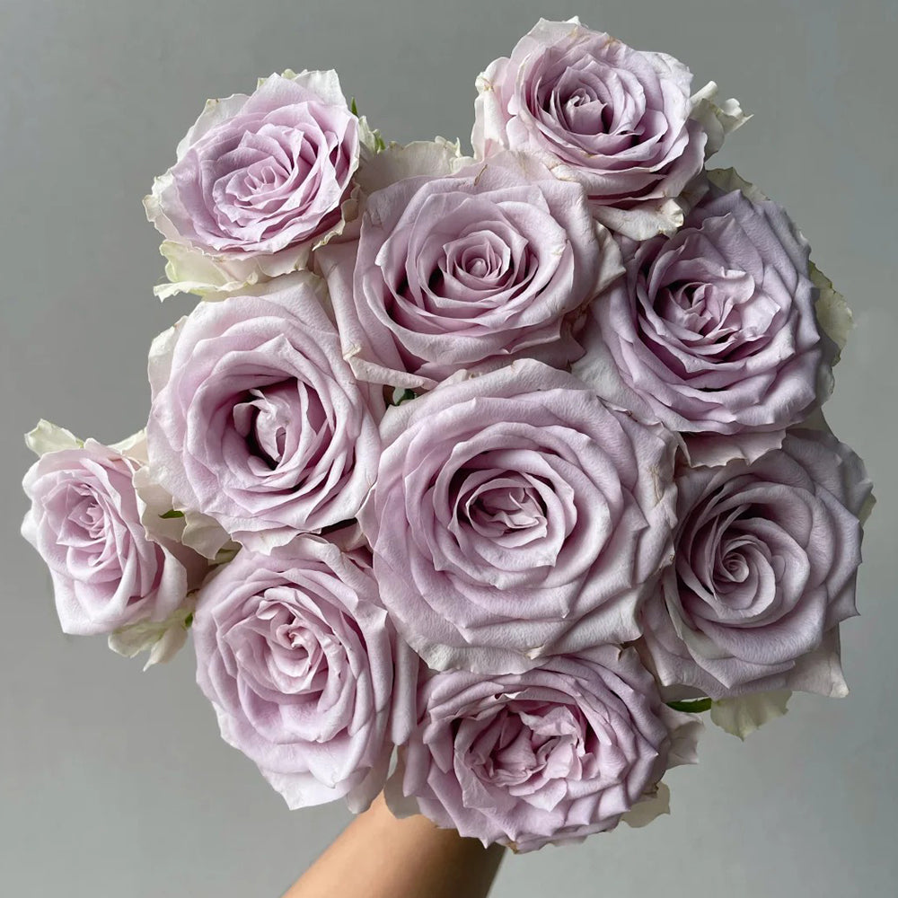 French Florist Shrub Rose Inspired by Silvery Light