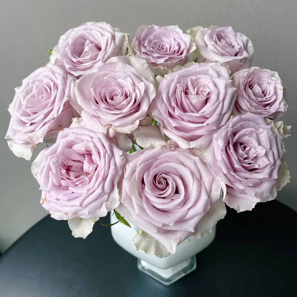 French Florist Shrub Rose Inspired by Silvery Light