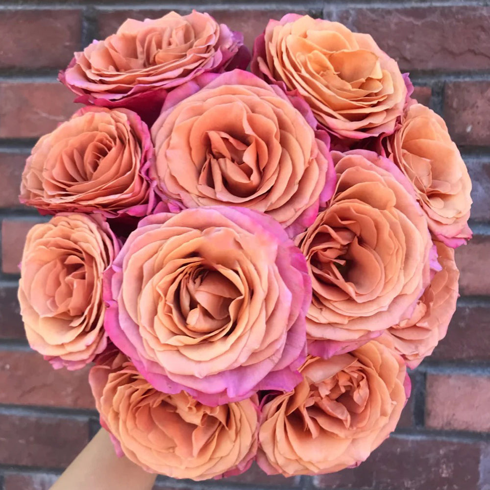 Single Malt Dutch Florist Hybrid Tea Rose