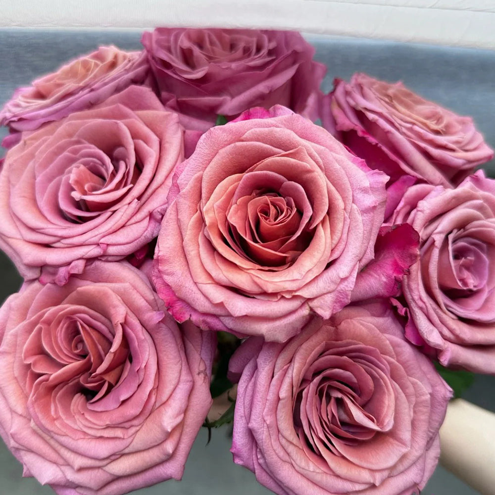 Single Malt Dutch Florist Hybrid Tea Rose
