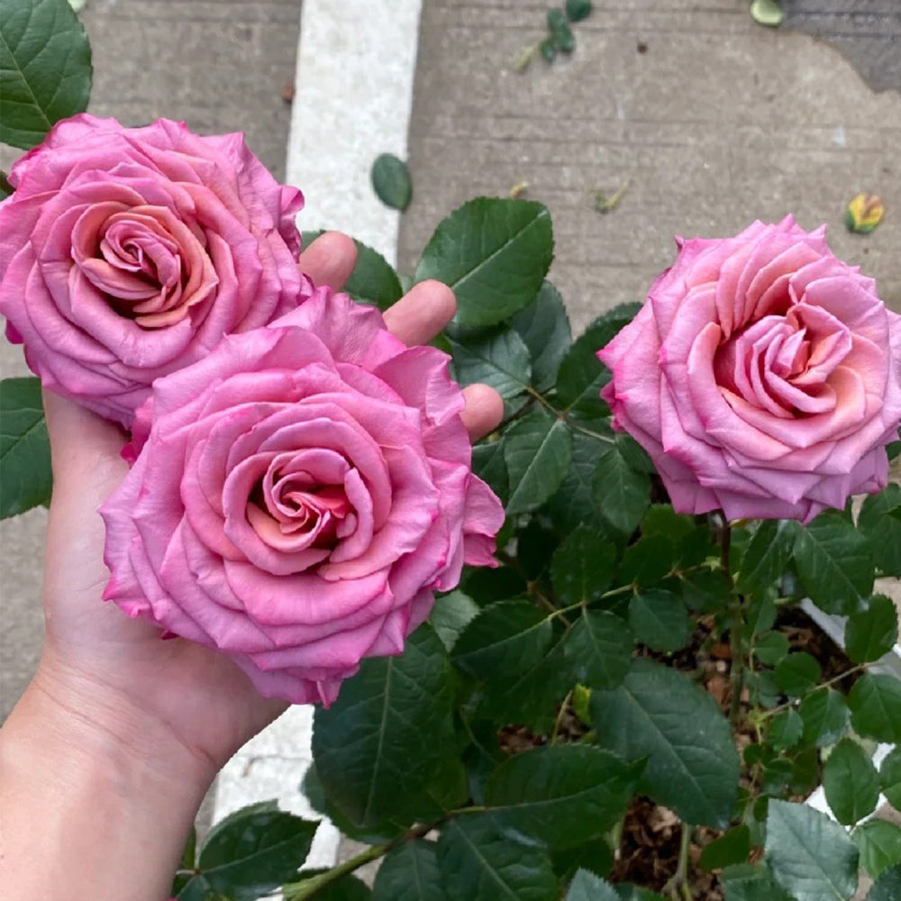 Single Malt Dutch Florist Hybrid Tea Rose