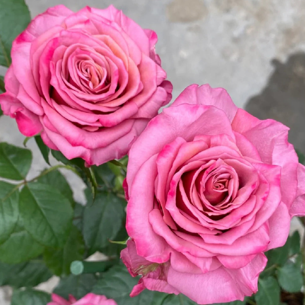 Single Malt Dutch Florist Hybrid Tea Rose