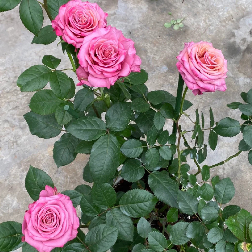 Single Malt Dutch Florist Hybrid Tea Rose